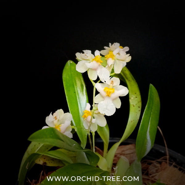 Oncidium Tsiku Marguerite 'Chian-Tzy Dragon #1' - Miniature Orchid Plant - BS - Buy Orchids Plants Online by Orchid-Tree.com