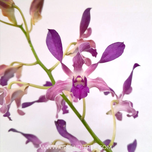 Dendrobium Twisted Blue Orchid Plant - BS