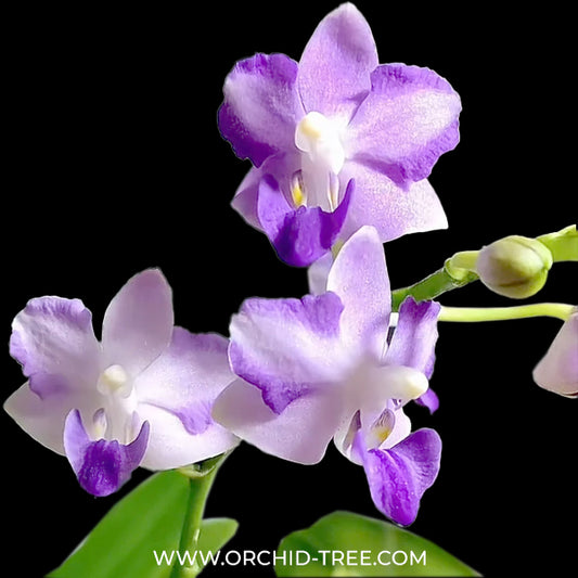 Phalaenopsis Tying Shin Blue Jay Orchid Plant - FF