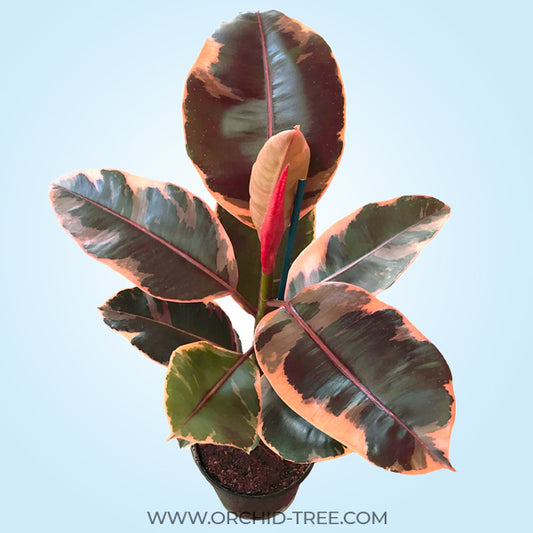 Rubber Plant Variegated Pink
