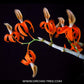 Dendrobium unicum sp. - BS