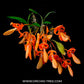 Dendrobium unicum sp. - BS