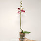 Phalaenopsis Untold Stories Orchid Plant - FF
