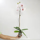 Phalaenopsis Ursula Orchid Plant - FF