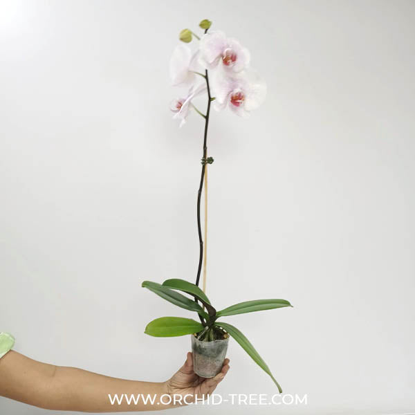 Phalaenopsis Ursula Orchid Plant - FF
