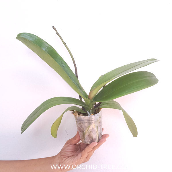 Phalaenopsis Sogo Yukidian V3 Orchid Plant - FF