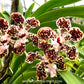 Vanda lombokensis sp. Orchid Plant - BS (2 Growths)