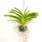 Vanda Rothschildiana Orchid Plant - BS (2 Growths)