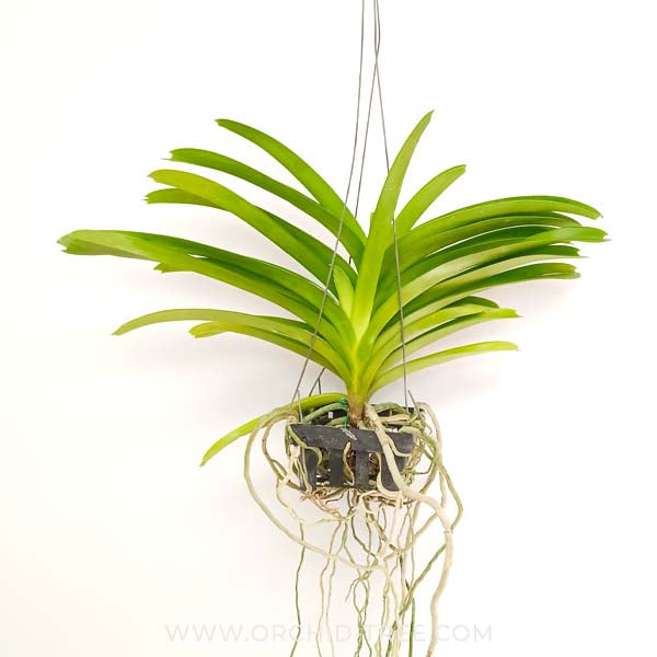 Vanda Rothschildiana Orchid Plant - BS (2 Growths)