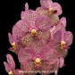 Vanda Somsri Pink x Kulwadee Fragrance 'Mr. X Orchid Plant - MS