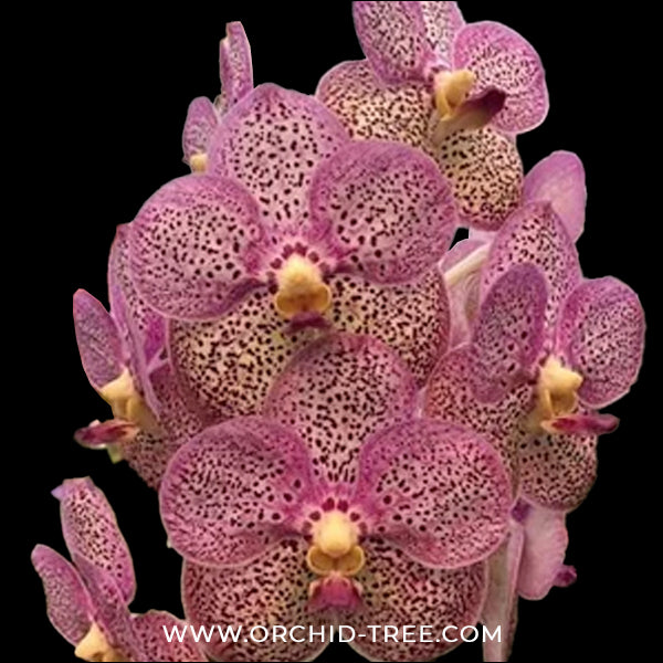 Vanda Somsri Pink x Kulwadee Fragrance 'Mr. X Orchid Plant - MS