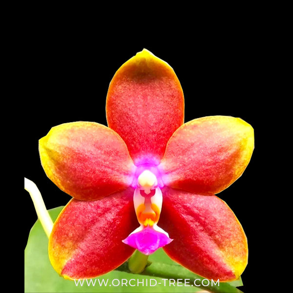 Phalaenopsis Vestar Ruby Lady Orchid Plant - MS - Buy Orchids Plants Online by Orchid-Tree.com