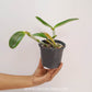 Cattleya violacea sp. Orchid Plant - BS