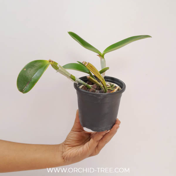 Cattleya violacea sp. Orchid Plant - BS
