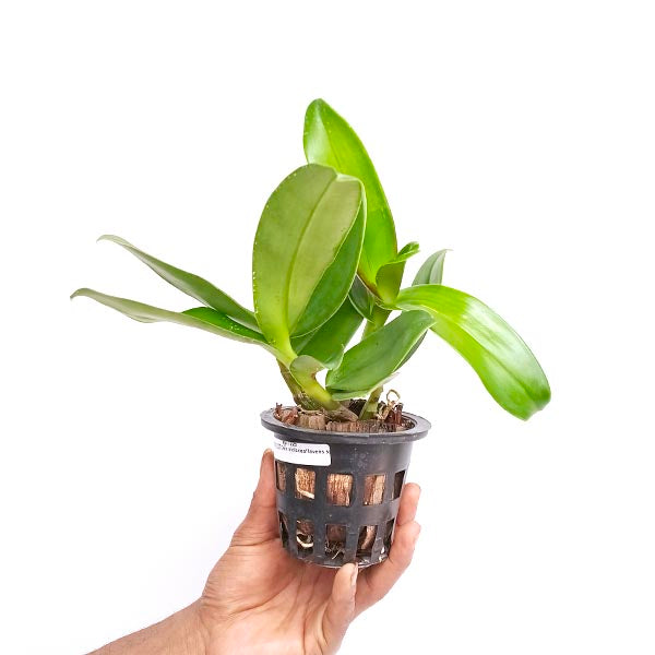 Dendrobium violaceoflavens sp. Orchid Plant - MS