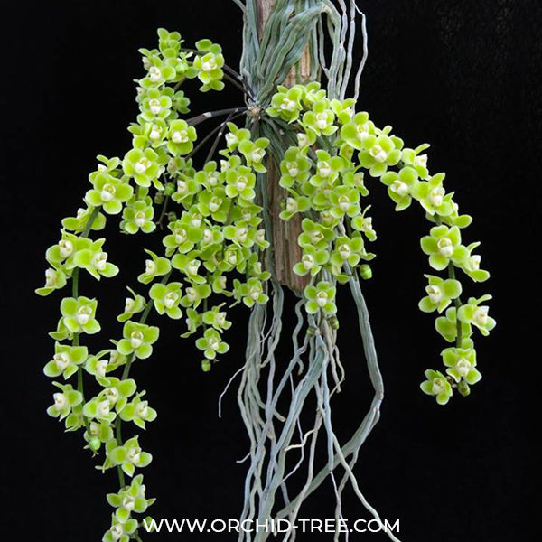 Chiloschista viridiflora var. green sp. - BS
