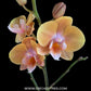 Phalaenopsis Younghome Wallet - FF (Open Flowers)