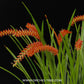 Dendrochilum wenzelii sp. Orchid Plant - BS