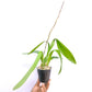 Oncidium (Odcdm.) Wildcat Cherry Tomato - FF