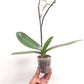 Phalaenopsis World Class - FF