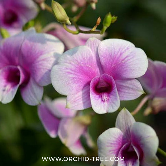 Dendrobium Yaya Victoria (Miniature) Orchid Plants - FF