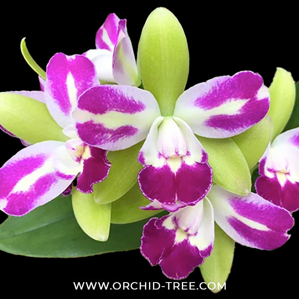 Cattleya Yen Corona 'Genie' Orchid Plant - BS
