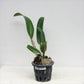 Cattleya (Rlc.) Greenwich - With Flower | FF - Buy Orchids Plants Online by Orchid-Tree.com