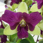 Dendrobium Purple Green 3 lips - Without Flowers | BS - Buy Orchids Plants Online by Orchid-Tree.com