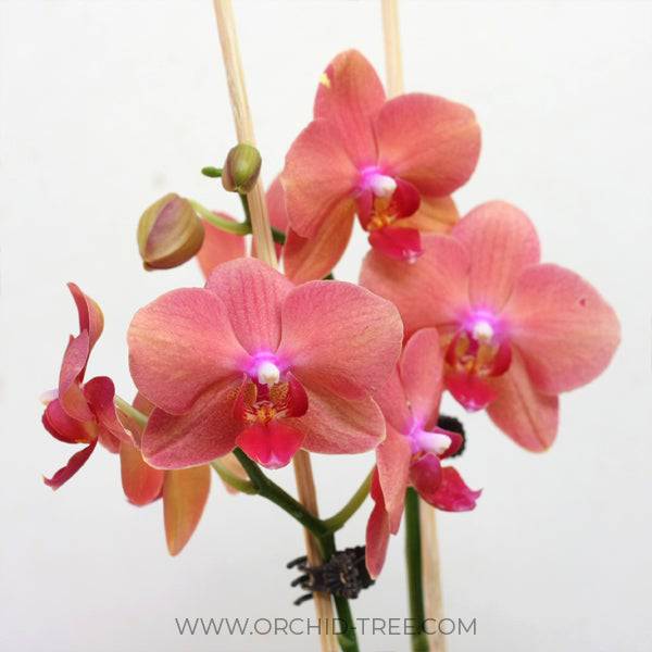 Phalaenopsis Kingcar Golden Sun - With Flowers | FF - Buy Orchids Plants Online by Orchid-Tree.com