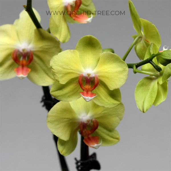 Phalaenopsis Fuller's Sunset OX - With Small Spike | FF - Buy Orchids Plants Online by Orchid-Tree.com