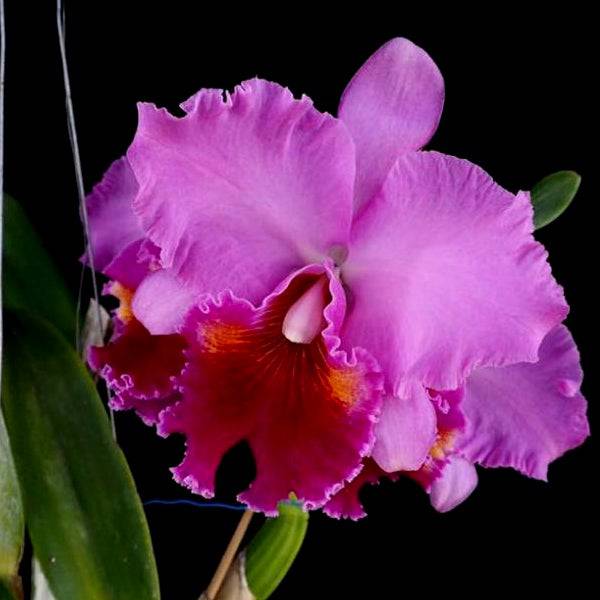 Cattleya Phet Ratsima - Without Flowers | BS - Buy Orchids Plants Online by Orchid-Tree.com