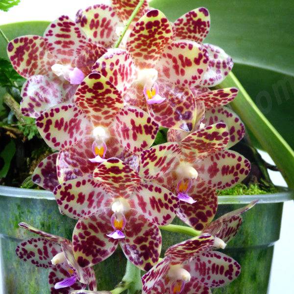 Phalaenopsis gigantea sp. - Without Flowers | MS - Buy Orchids Plants Online by Orchid-Tree.com