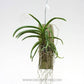 Vanda Darwinara Blue Charm - Without Flowers | BS - Buy Orchids Plants Online by Orchid-Tree.com