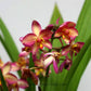 Spathoglottis Sweet Pink - Without Flowers | BS - Buy Orchids Plants Online by Orchid-Tree.com