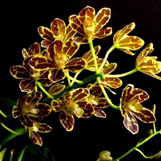 Grammatophyllum scriptum variegated -Without Flower | BS - Buy Orchids Plants Online by Orchid-Tree.com