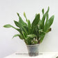 Grammatophyllum scriptum variegated -Without Flower | BS - Buy Orchids Plants Online by Orchid-Tree.com