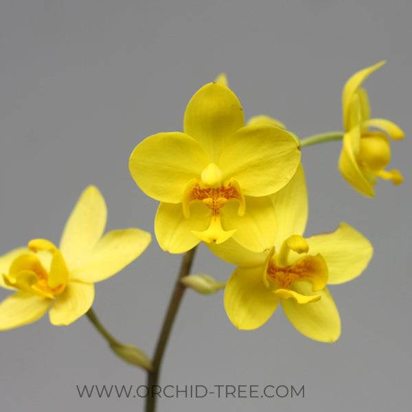 Spathoglottis Big Yellow- Without Flowers | BS - Buy Orchids Plants Online by Orchid-Tree.com