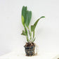 Cattleya Mahina Yahiro - Without Flowers | BS - Buy Orchids Plants Online by Orchid-Tree.com