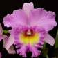 Cattleya Mahina Yahiro - Without Flowers | BS - Buy Orchids Plants Online by Orchid-Tree.com