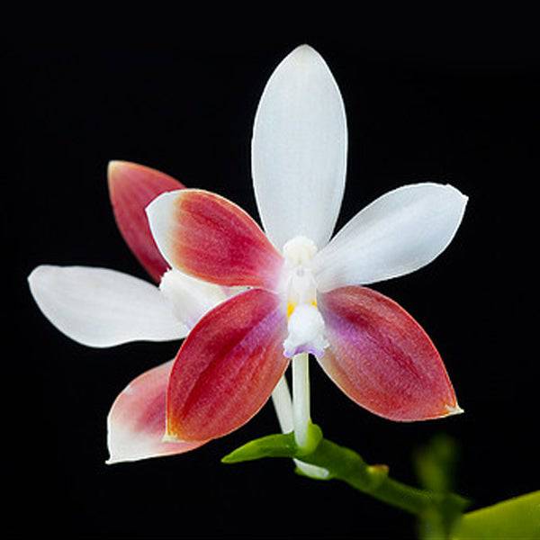 Phalaenopsis tetraspis sp. (C1)- With Flower | FF - Buy Orchids Plants Online by Orchid-Tree.com