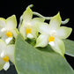Phalaenopsis violacea var alba sp.- With Flowers | FF - Buy Orchids Plants Online by Orchid-Tree.com