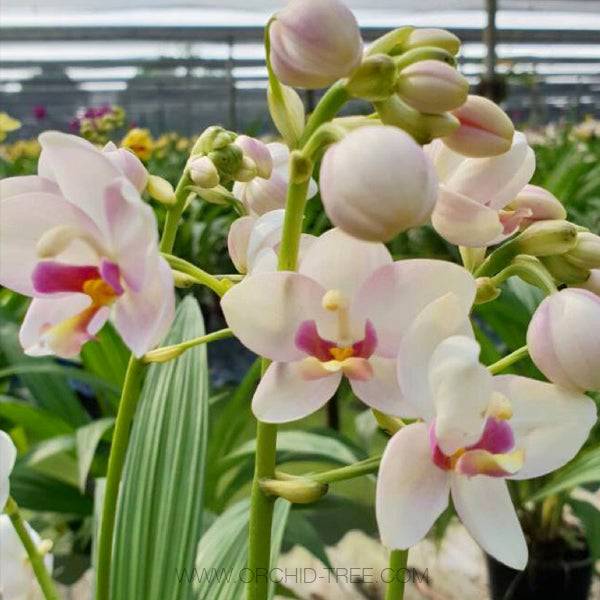 Spathoglottis White Red Lip - Without Flowers | BS - Buy Orchids Plants Online by Orchid-Tree.com