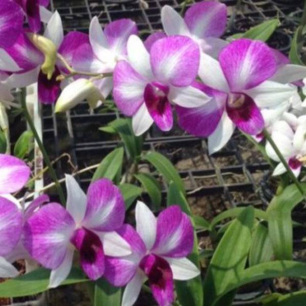 Dendrobium Fuji - Without Flowers | BS - Buy Orchids Plants Online by Orchid-Tree.com