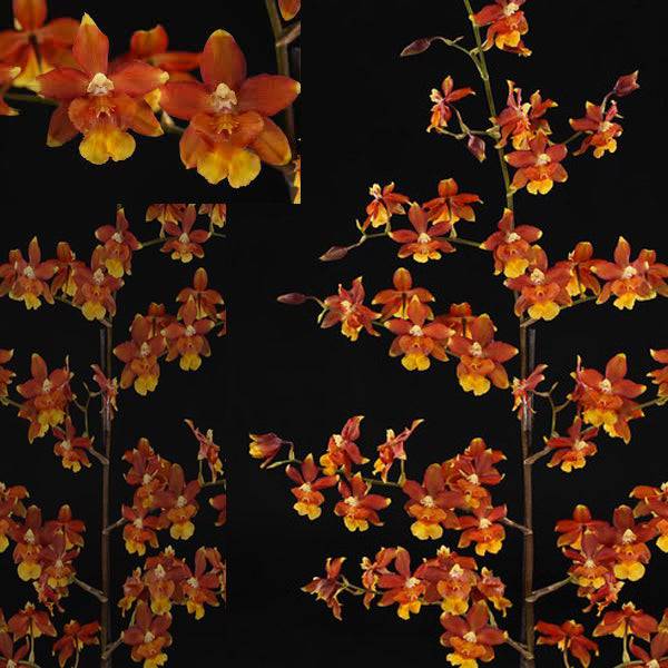 Oncidium Pixie 'Orange Fruit' -Without Flower | BS - Buy Orchids Plants Online by Orchid-Tree.com