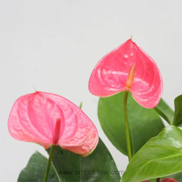 Anthurium Pink - With Flower | FF - Buy Orchids Plants Online by Orchid-Tree.com