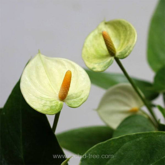 Anthurium Vanilla - With Flower | FF - Buy Orchids Plants Online by Orchid-Tree.com