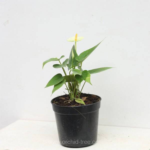 Anthurium Vanilla - With Flower | FF - Buy Orchids Plants Online by Orchid-Tree.com