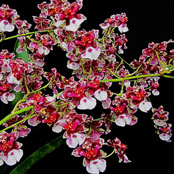Oncidium Jairak Fragrance 'Pi-Pavk' -Without Flower | BS - Buy Orchids Plants Online by Orchid-Tree.com