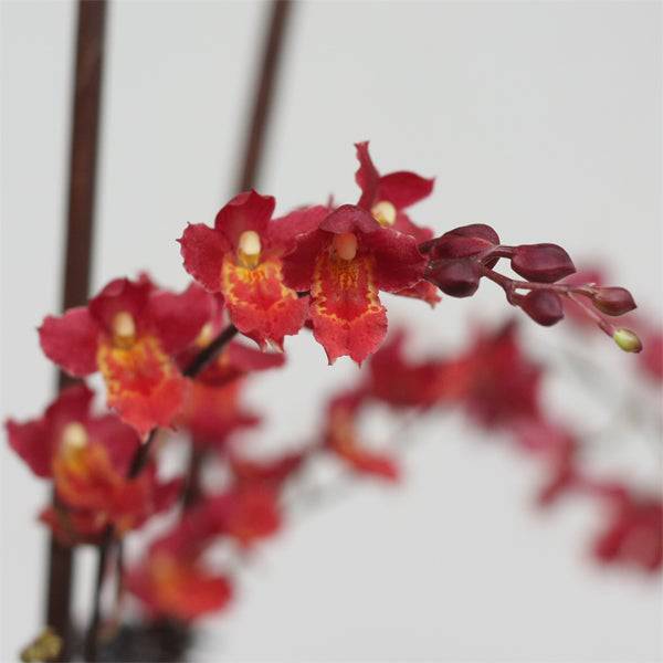 Oncidium Lava Burst -Without Flower | BS - Buy Orchids Plants Online by Orchid-Tree.com