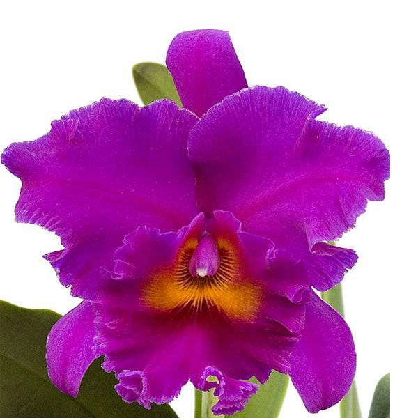 Cattleya (Rlc.) Cornerstones Var Perfection - Without Flower | BS - Buy Orchids Plants Online by Orchid-Tree.com